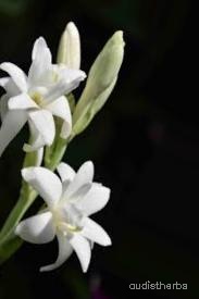 augmented_Polianthes tuberosa flower3_0_6048.jpeg